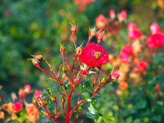 Red rose bush with green leaves still blooming during Autumn in the forest