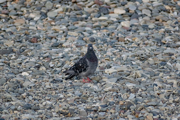 Dark blue and colored pigeons walking along the seashore, near a large salt water. Landscape with...