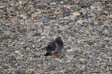 Dark blue and colored pigeons walking along the seashore, near a large salt water. Landscape with...