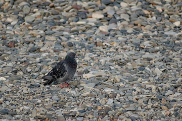 Dark blue and colored pigeons walking along the seashore, near a large salt water. Landscape with...