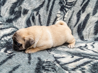 Pug dog lying on sofa, baby with big eyes