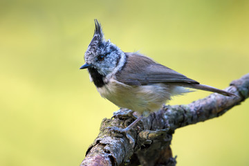 Fototapeta premium European Crested Tit (lophophanes cristatus) side view posing on an old lichen covered stick in the forest 
