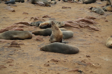 The sea lions colony of Cape Cross in Namibia