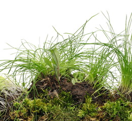 Spring young green grass with dirt isolated on white background and texture, clipping path