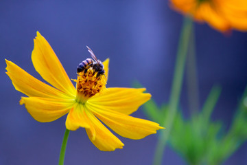 A bee pollinating a yellow flower