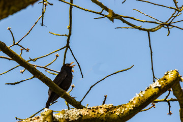 Bird in spring - A raven sits on a cherry tree and attracts with cries be female. It is sunny spring day at Marburg in Germany..