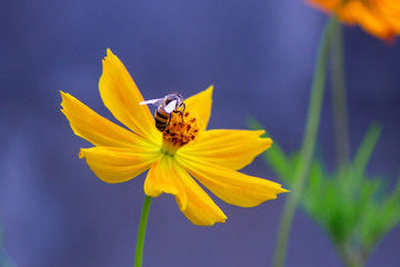 A bee pollinating a yellow flower