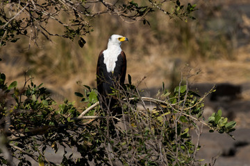 Pygargue vocifère, .Haliaeetus vocifer , African Fish Eagle, Parc national Kruger, Afrique du Sud