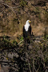 Pygargue vocifère, .Haliaeetus vocifer , African Fish Eagle, Parc national Kruger, Afrique du Sud