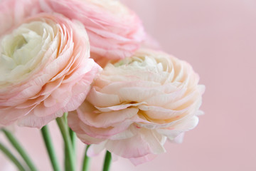 Beautiful bouquet of pink ranunculus. Buttercup flower petals close-up. Soft focus. Greeting card for Women's Day.