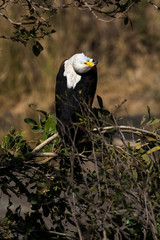 Pygargue vocifère, .Haliaeetus vocifer , African Fish Eagle, Parc national Kruger, Afrique du Sud