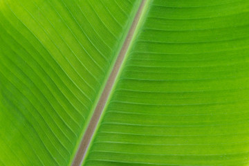Close-up of banana leaf.