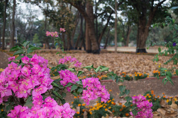 beautiful bougainvillea flower with background of fallen dry leafs of shal trees in jungle or forest