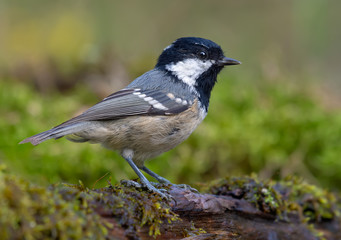 Coal Tit (periparus ater) posing near a mossy water pond in green forest