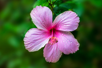 Fototapeta premium Pink Hibiscus flower isolated on green blurry Background
