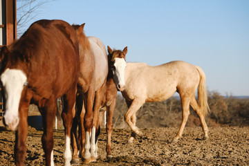 Group of foal weanlings on horse farm, blurred colt in foreground.