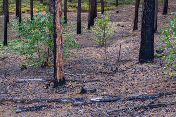 how close up a burnt forest grows, black, burnt pine tree trunks, dry branches and cones on the...
