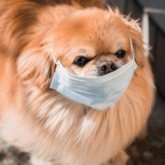 Virus concept. Dog in mask, risk for health, pet lifestyle, problem   