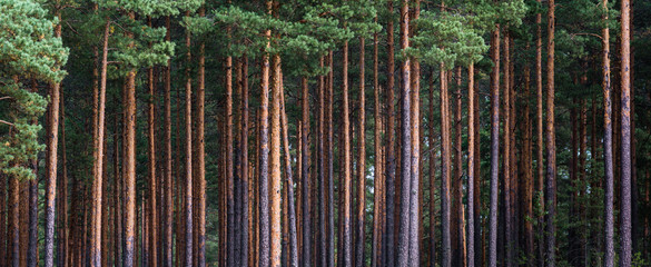 close-up of pine forest tree trunks, background with straight, brown trunks, branches with green needles at the top and left half - obrazy, fototapety, plakaty