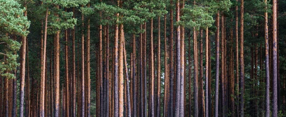Foto auf Alu-Dibond Nahaufnahme von Kiefernwald-Baumstämmen, Hintergrund mit geraden, braunen Stämmen, Ästen mit grünen Nadeln oben und links © Dainis