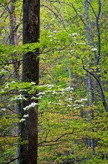  Dogwoods bloom in the spring woods of Great Smoky Mountains National Park, Tennessee.