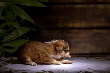 small puppy sits on floor