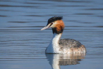 Svasso maggiore (Podiceps cristatus),ritratto nel lago
