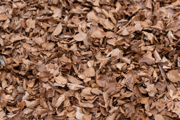 foliage in woodland background