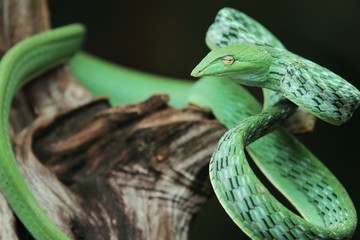green vine snake is a species of snake in southern Asia.   usually live in a tree