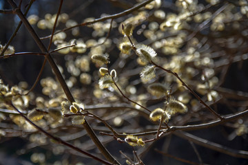 Pussy-willow branches with catkins