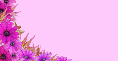 Floral border on pink background. Flower background Springtime