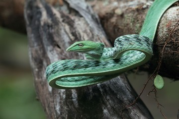 green vine snake is a species of snake in southern Asia.   usually live in a tree