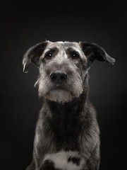 dog with sad expressive eyes. beautiful mixed breed on dark background. pet in studio on black
