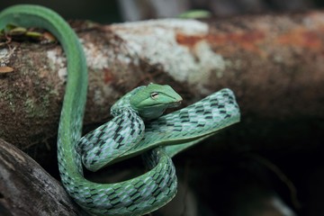 green vine snake is a species of snake in southern Asia.   usually live in a tree