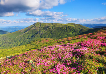 Marvelous pink rhododendrons on the summer mountains. Blue sky with clouds in sunny day.
