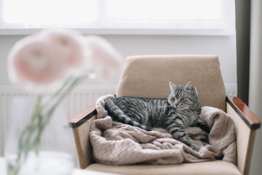 Home kitten cat lying in the chair. Cute Scottish straight cat llying on armchair, indoors. Cat Portrait. Cat indoor shooting