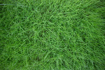 green grass background