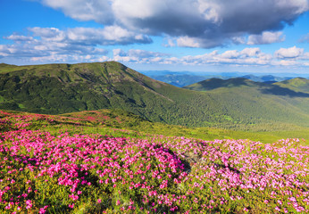 A lawn with flowers of pink rhododendron. Mountain landscape with beautiful sky and clouds. A nice summer day. Location Carpathian mountain, Ukraine, Europe.