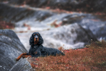 Setter Gordon lies against the background of autumn gray rocks.
