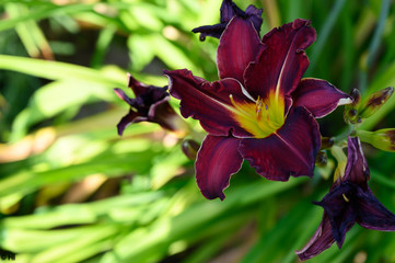 lily, flower, garden, garden, spring,softness, romance, blossom