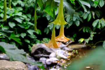 Bali Blume