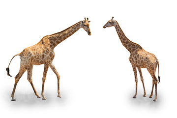 giraffe in group in white background and clipping path © Thanaphon
