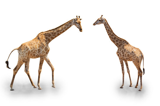 giraffe in group in white background and clipping path