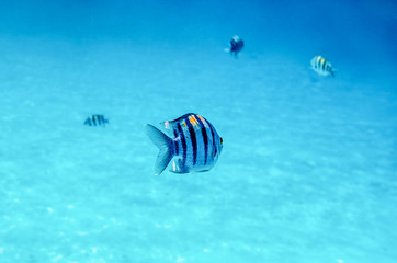 Obraz na płótnie Canvas Tropical fish in warm water of red sea