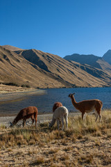 Highlands at Buenos Aires Peru Andes