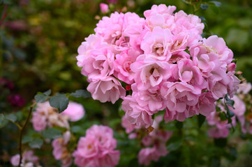 roses, flower, garden, garden, spring, wedding, softness, romance, blossom