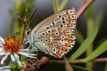 farfalla specie Polyommatus