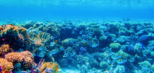Naklejka na ściany i meble underwater panoramic view with tropical fish and coral reefs