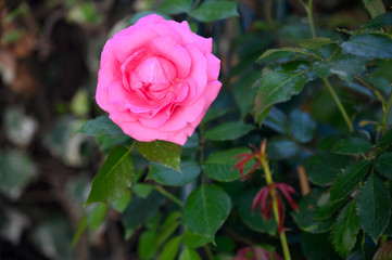 roses, flower, garden, garden, spring, softness, romance, blossom