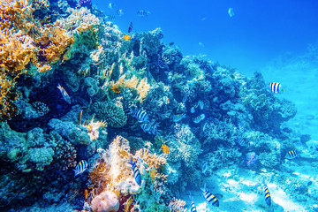 Naklejka na ściany i meble Beautifiul underwater world with tropical fish and coral reefs